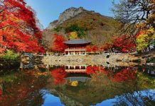 全城楓搶快閃優惠!韓國紅葉二人同行一天團,每位低至$378起 – travelwebsite.com