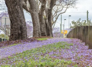 【筍飛澳洲】歎頂級新航!香港來回澳洲各地$2,022起!睇紫藍色花海!8月至11月出發 – 新加坡航空 (優惠至7月31日)