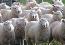 【新西蘭】直航靚價!香港來回奧克蘭$3,328起!特選經濟艙 / 商務艙都有平!暑假適用 – 國泰航空 (優惠至3月4日)