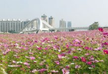 【即飛台灣賞櫻】花季遊台!澳門飛台北 / 台中 / 高雄單程$225起!可早去晚返!6月底前出發 – 台灣虎航 (優惠至3月7日)