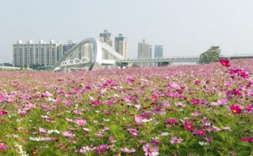 【即飛台灣賞櫻】花季遊台!澳門飛台北 / 台中 / 高雄單程$225起!可早去晚返!6月底前出發 – 台灣虎航 (優惠至3月7日)