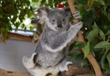 【澳洲直航機靚價】直飛澳洲!香港來回悉尼 / 墨爾本$2,540起!可 Open jaw!暑假都抵 – 澳洲維珍航空