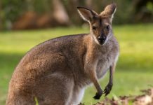 【齊飛南半球】澳航同行優惠!香港來回澳洲 / 新西蘭各地$2,525起!連稅三千四搭直航機!8月底前出發 – 澳洲航空 (優惠至3月31日)