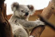 【國泰跟減澳洲線】抵玩直航價!香港來回澳洲各地$1,778起!可 Open jaw!9月底前出發 – 國泰航空 (優惠至4月15日)