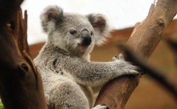 【國泰跟減澳洲線】抵玩直航價!香港來回澳洲各地$1,778起!可 Open jaw!9月底前出發 – 國泰航空 (優惠至4月15日)