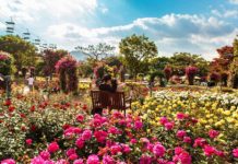 【5月花最後召集】閃遊首爾玫瑰節!香港飛首爾單程$290起!澳門飛首爾 / 大邱 / 務安單程MOP220起!5月出發 – 濟州航空 (優惠至4月26日9:00AM)