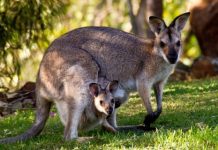 【澳洲筍減】澳航.澳洲機票減$200!墨爾本$3,278起、悉尼$3,316起、布里斯班$3,401起!旺季照減 – Trip.com (優惠至6月4日9:59AM)