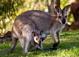 【澳洲筍減】澳航.澳洲機票減$200!墨爾本$3,278起、悉尼$3,316起、布里斯班$3,401起!旺季照減 – Trip.com (優惠至6月4日9:59AM)