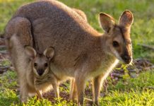【澳洲筍價】澳航跟減!香港來回澳洲各地$3,018起!可 Open jaw!2020年3月底前出發 – 澳洲航空 (優惠至7月2日)