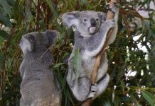 【直飛澳洲】國泰直航機!香港來回澳洲$1,746起!可 Open jaw!2020年2月至3月出發 – 國泰航空 (優惠至8月19日)