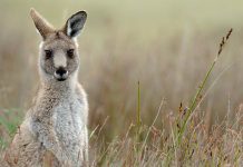 【澳洲塔省筍減】香港來回塔斯曼尼亞$2,666起!其他澳洲航點都平!可 Open jaw!2020年6月底前出發 – 維珍澳洲航空 (優惠至10月29日)