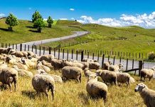 【新西蘭筍價】香港來回新西蘭各地$3,300起!連稅三千九起!可 Open jaw!暑假適用 – 澳洲航空 (優惠至2020年1月3日)