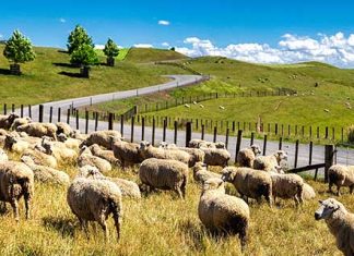 【新西蘭筍價】香港來回新西蘭各地$3,300起!連稅三千九起!可 Open jaw!暑假適用 – 澳洲航空 (優惠至2020年1月3日)