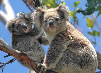 【直飛澳洲新低價】香港來回墨爾本$2,579起!連稅三千四起!布里斯班 / 悉尼都抵 – 澳洲航空