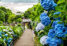 【勁抵價睇繡球花】ANA 限時閃減!香港來回大阪 / 東京$1,443起!連稅二千三起!繡球花季適用 – ANA 全日空 (優惠至1月21日)