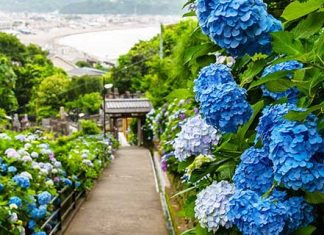 【勁抵價睇繡球花】ANA 限時閃減!香港來回大阪 / 東京$1,443起!連稅二千三起!繡球花季適用 – ANA 全日空 (優惠至1月21日)