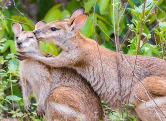 【澳洲筍價】香港來回布里斯班$1,849起!連稅三千九起!暑假適用!除夕跨年都抵 – 長榮航空