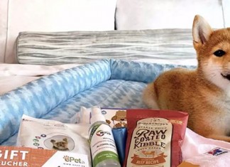 【同狗狗放暑假】毛孩放電假期!雙人房+狗狗禮物包:每房$1,120起!狗狗齊齊入住、酒店草地瘋狂放電!送舒適狗床、清潔用品 – 香港維港凱悅尚萃酒店 (優惠至9月30日)