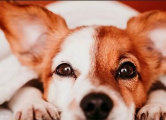 【狗狗假期】親親毛孩住宿優惠:每位$499起!可帶同寵物狗狗入住!送寵物攝影體驗、毛孩禮品及現金券!免費借單車、露天花園放電 – 帝逸酒店 (優惠至9月30日)