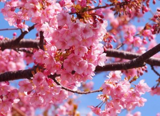 【日本優惠.河津櫻之旅】香港來回大阪 $1,525起、東京 $2,196起!包20kg行李 – 香港航空