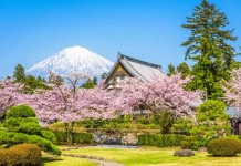 忍野八海櫻花季