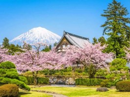 忍野八海櫻花季