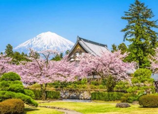 忍野八海櫻花季