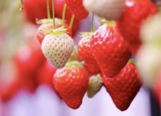 【日本行程.買一送一 / 85折】富士山打卡之旅、4月櫻花下午茶巴士遊、關西賞櫻一日遊、伊豆賞櫻一日遊