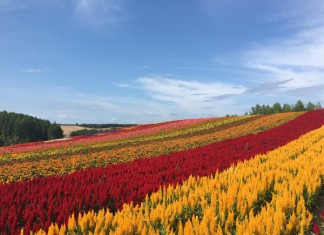 【北海道筍價】香港來回札幌$2,082起 (連稅$3,065起)!3至6月出發 – 香港航空