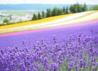 【北海道賞花行程.買一送一 / 5折】置身浪漫花海!富田農場彩虹花田 / 美瑛四季彩之丘 / 瀧上芝櫻公園 / 上湧別鬱金香公園 / 美瑛青池 / 白須瀑布 / 森林精靈露台 / 密瓜吃到飽