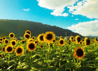 【日本暑假優惠】香港來回大阪 / 東京$1,613起!連稅二千六起!包20kg行李!7至8月出發|大灣區航空