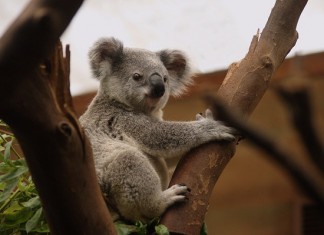 【國泰.澳洲快閃優惠】香港來回墨爾本 / 悉尼 / 布里斯本$2,150起!連稅四千八起!包23kg寄艙行李