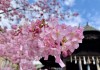 【ANA東京套票優惠】早去晚返、週末出發!東京來回機票+酒店連稅:5日4夜$2,983起、11日10夜$4,169起!出發日期至9月 (優惠至1月13日)