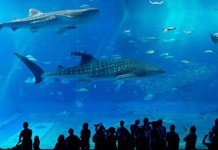 【港航沖繩優惠】香港來回沖繩連稅一千起!早去午返!出發日期至5月|香港航空