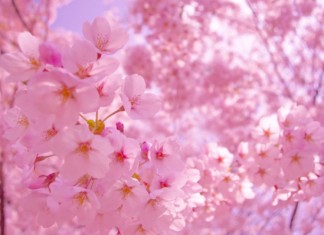 【ANA快閃優惠】香港來回東京 / 札幌$1,800起!連稅三千三起|可「免費」加兩程國內航段!可 stop over 東京!包46kg行李|ANA 全日空