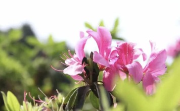 【買一送一!$279中山美食賞花2天團】純玩!零購物點!享用4餐早午晚餐+暢遊中山詹園、朱古力夢工廠、杜鵑園等|珍味石岐乳鴿宴、莊園秘製私廚雞宴、舌尖上中國特色烤全羊宴