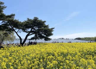 【港航東京靚價】香港來回東京$754起!連稅千六起!4月出發|香港航空