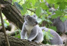 【國泰澳洲限時優惠】香港直飛悉尼 / 墨爾本 / 珀斯 / 布里斯本連稅$4,741起!3月31日前出發 (優惠至1月2日)