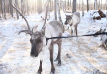 【港航.內蒙古呼倫貝爾優惠】冬春交替嘅獨特蒙古風光!餵食神秘馴鹿!香港直航呼倫貝爾來回連稅$1,619起!包23kg 寄艙行李+手提行李+隨身物品